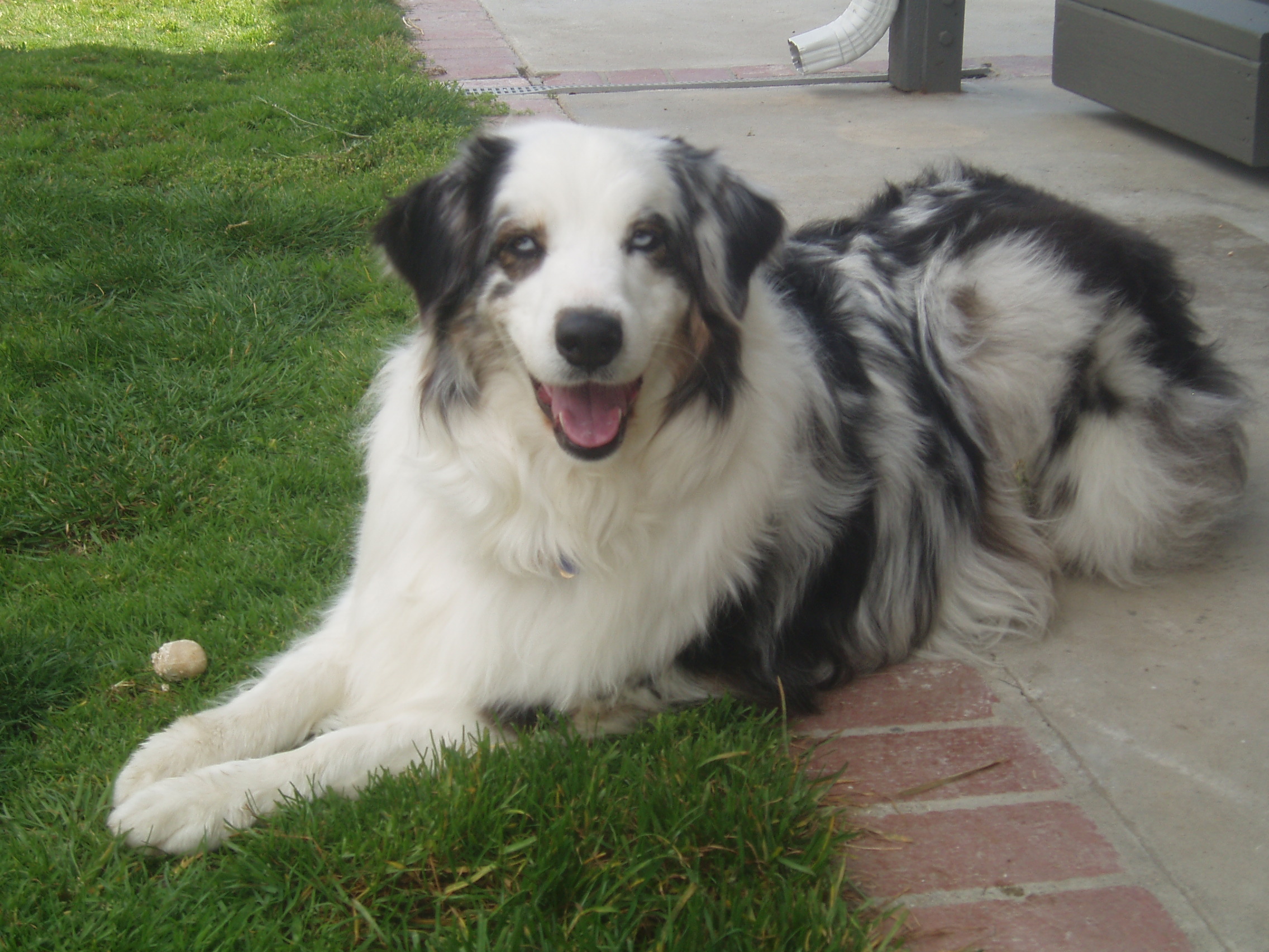 Jessie our Australian Shepherd, who has very good teeth.