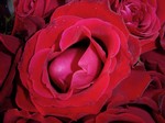 Rady Rahban, Photography