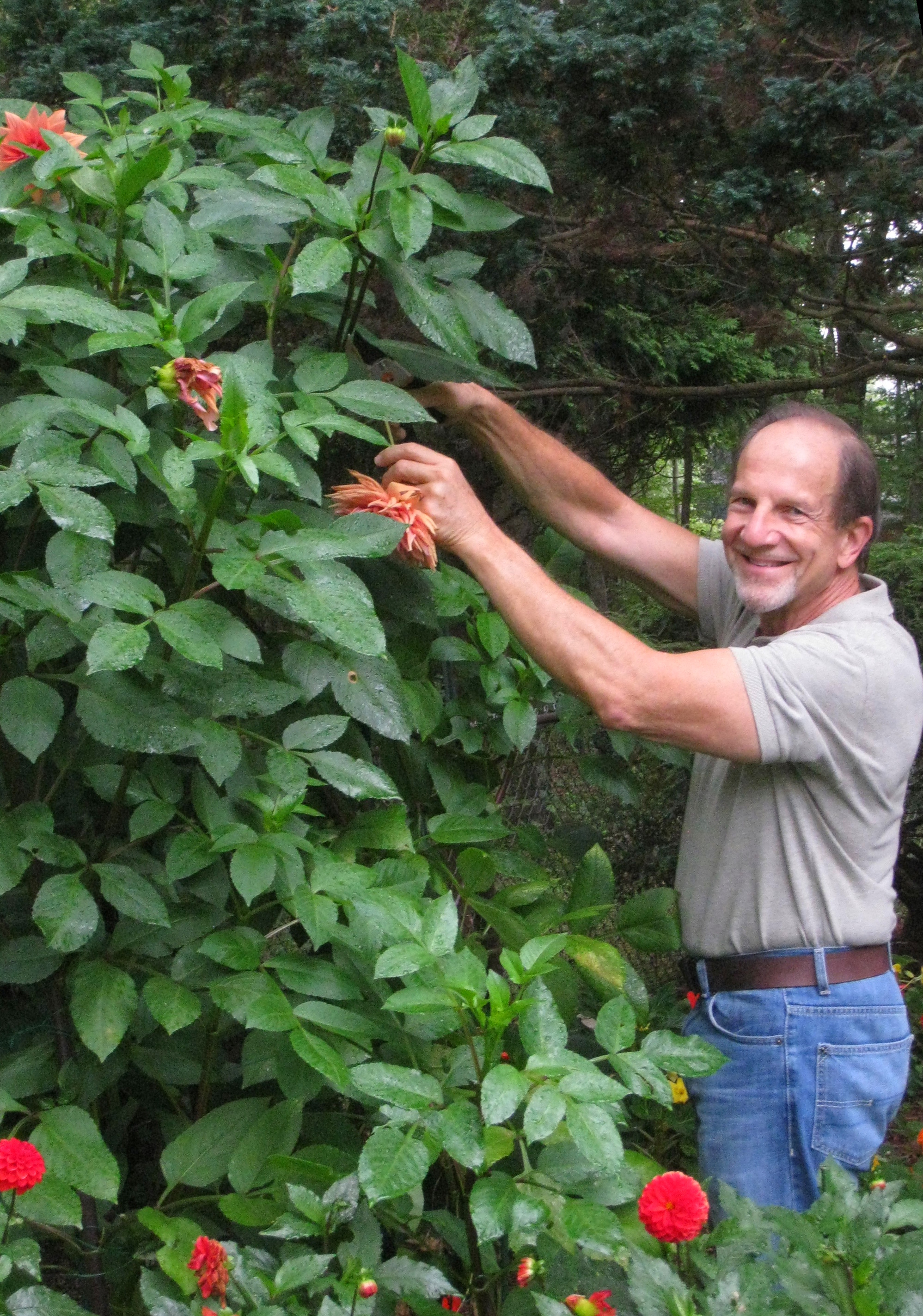 Dr Weiner's Dahlias