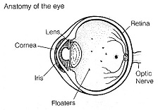 Anatomy of the Eye