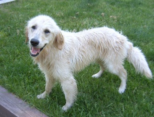 Temecula Dog Trainer - Dog News