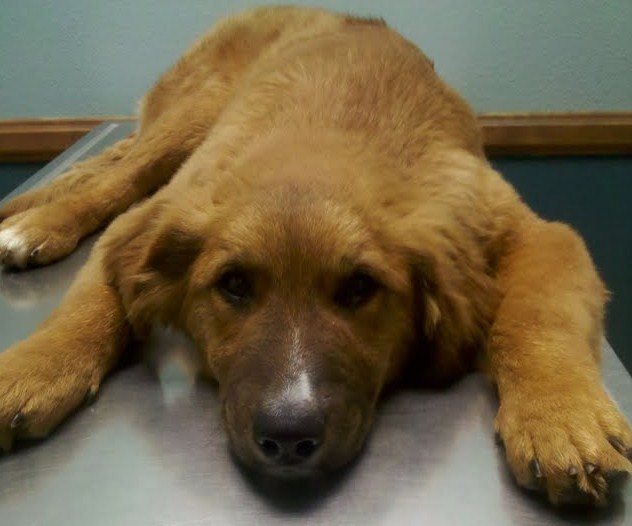 Champion's first vet visit.