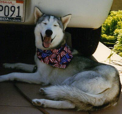 Harley - Husky - San Diego 4th of July Parade - Southern California Dog Trainer