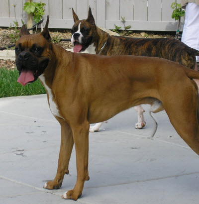 Jake and Haley - Boxers, Team Dog Pro - Dog Training Temecula, CA 