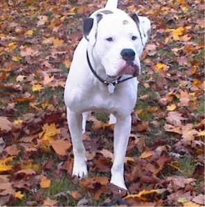 Winston the American Bulldog, destroyer of police car bumpers!